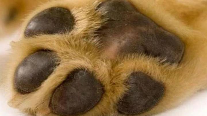 Encuentran muerto a perrito dentro de iglesia evangélica en Frontera, Coahuila