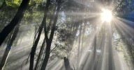 Bark stripped off Labor's landmark environmental reform