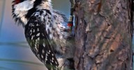 State & federal agencies reveal plan to bring Red-cockaded Woodpecker back to TN