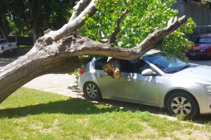 Un árbol cayó sobre un auto en Todd