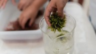 El primer caldo de algas es canario: la ULPGC y Ecolagen lo lanzan tras años de investigación