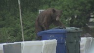 WATCH: Bear grabs a bite to eat behind KTLA reporter