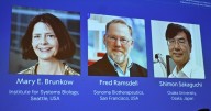 The medicine Nobel Prize goes to 3 scientists for work on peripheral immune tolerance