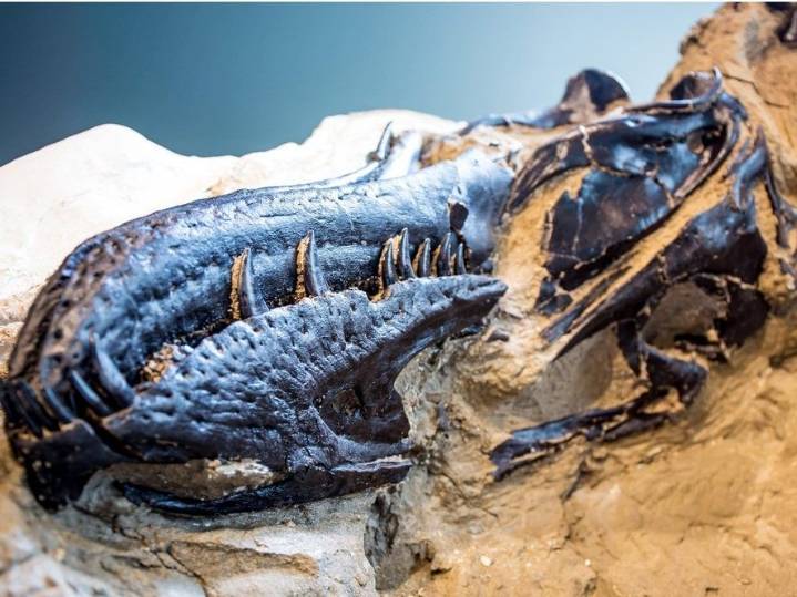 Young T. rex or a new dinosaur? New bones add to the debate