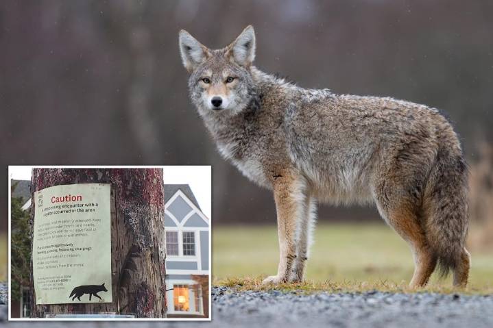 Coyote attacks, chases 9-year-old child playing hide and seek in Oregon