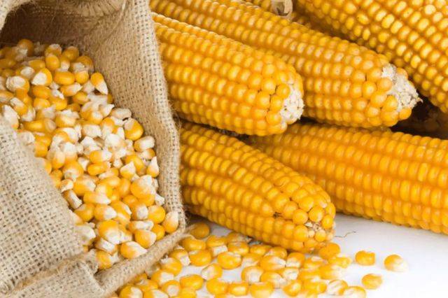 Cosecha récord de maíz en EE.UU. presiona precios en el mercado mexicano