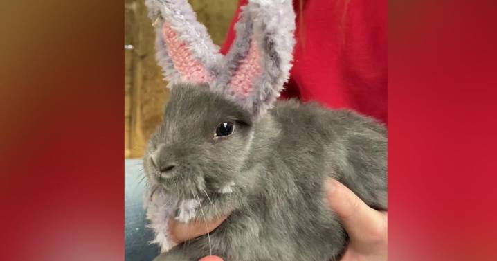 Bunny born without ears gets crocheted pair to help him blend in