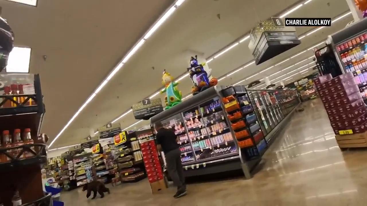 Bear runs through aisles of Arizona grocery store