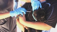 Hoy: vacunas y servicios gratis para mascotas en Canaco