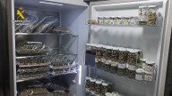 Golpe de la Guardia Civil a la red de 'CBD shops' : Conil, Chiclana y Barbate, en el epicentro de la operación