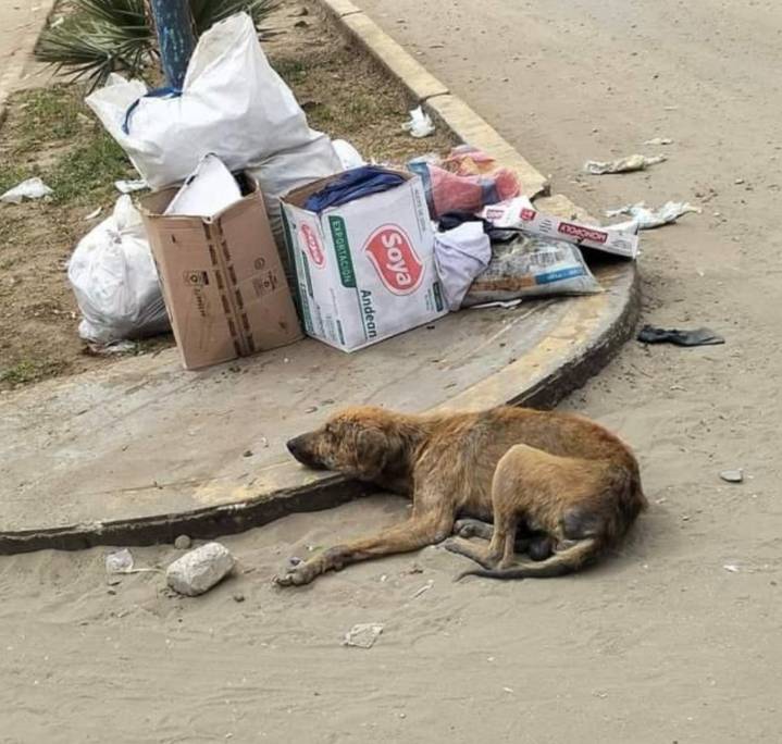 “Los perros maltratados no necesitan lástima”. Sobrevivía en la calle escondido de quienes lo golpeaban hasta que una mujer decidida lo encontró