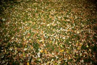 What should I do with my leaves in Denver?