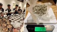 NCB Seizes Rs 50 Crore Worth Of Hydro Ganja And Psilocybin Mushrooms India News
