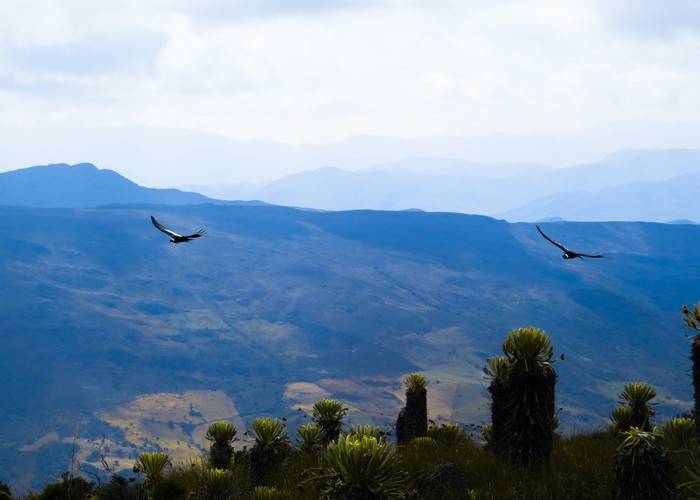 Ilika y Dasan: los cóndores andinos que ayudaron a descubrir las zonas clave para proteger a su especie