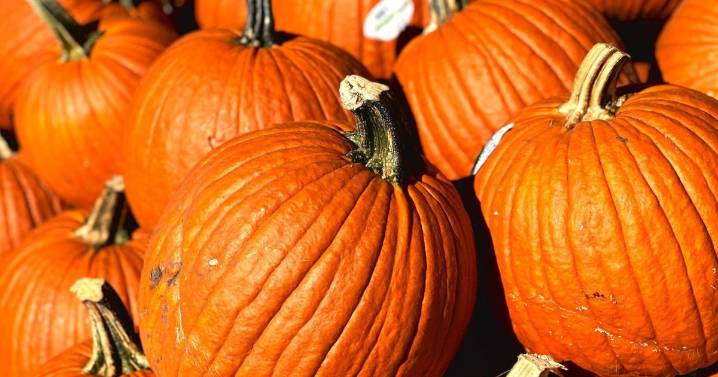 Great Pumpkins: Good Shepherd Lutheran Pumpkin Patch opens for the season