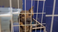 Connecticut Shelter's One-Eared Dog Left Heartbroken When Adoption Event Fails To Attract Visitors