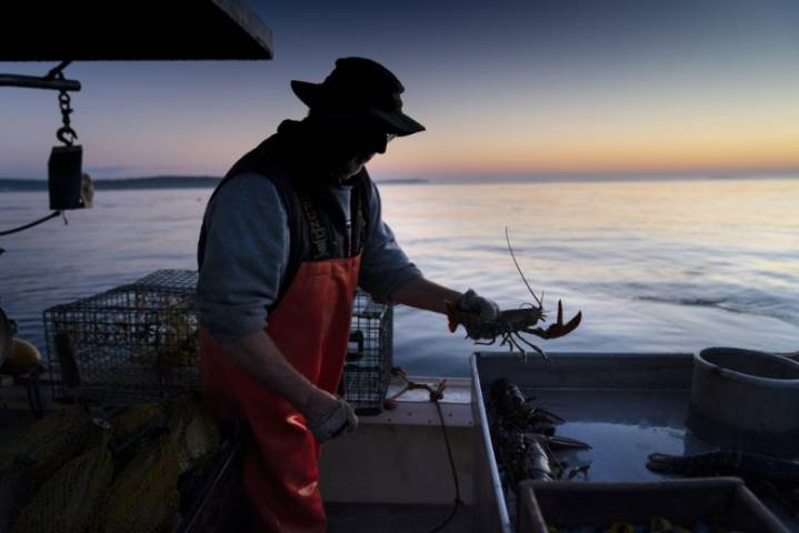 Maine’s lobster population is declining. Is the industry at risk?