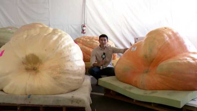 Day 1 of the Elk Grove Giant Pumpkin Festival kicks off fall tradition