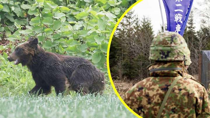 Van 10 muertos: Japón pide ayuda al ejército por ola de ataques mortales de osos