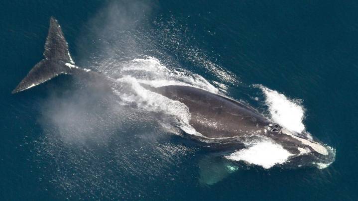 One of the world's rarest whales that makes the Atlantic its home grows in population