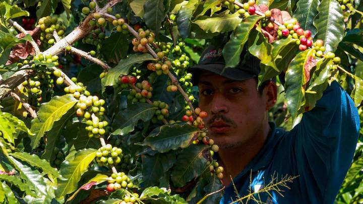 Día Internacional del Café: Colombia celebra con cifra récord de US$5.400 millones en exportaciones