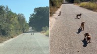 Texas Woman Notices ‘Four Tiny Shadows’ Moving On The Road, Then Comes The Cry For Help