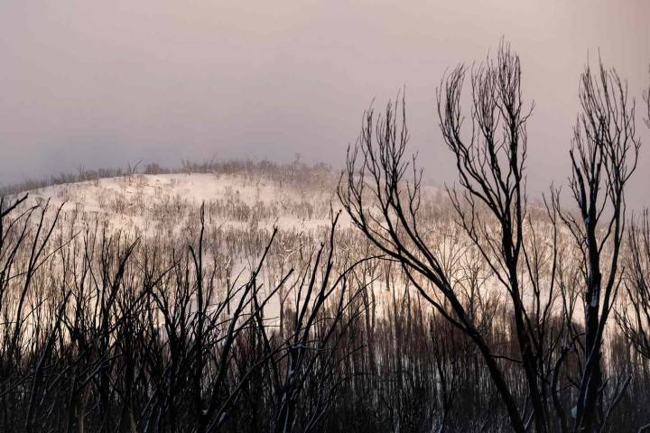 Bodies of 2 Women Discovered in Frigid Australian Wilderness