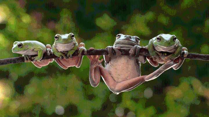 82-year-old woman in China swallows eight live frogs to cure back pain