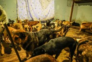 Vinculan a proceso a encargada de albergue animal por maltrato intencional a 265 canes y felinos
