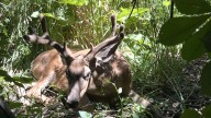 Why Utah will require chronic wasting disease testing in Ogden's 2026 deer hunt