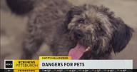 Keeping your pets safe during trick