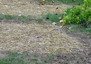 Is it too late to plant grass seed?