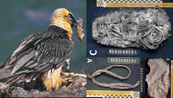 Sheep Leather, Slingshots, And A 650-Year-Old Shoe: Abandoned Vulture Nests Found To Hide Many “Extraordinary” Historical Artifacts