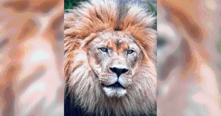 Akron Zoo lion dies: ‘Heartbroken'