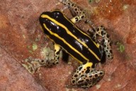 Descubren nueva especie de rana venenosa en el parque nacional Alto Purús