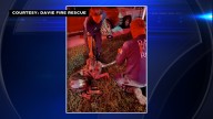 Dog recovering after firefighters pulled him from Davie house fire