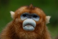 China’s rare golden monkeys debut at European zoos, a possible successor to ‘panda diplomacy’