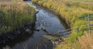 Judge says case alleging irrigation impacts to bull trout has merit