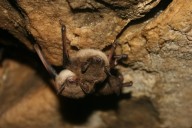 Bat Week spotlights importance of bats on Vancouver Island