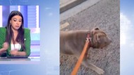 Daddy, el perro de Zaragoza que hace enfurecer a Sarah Santaolalla por atacar a los okupas: "Es una barbaridad"