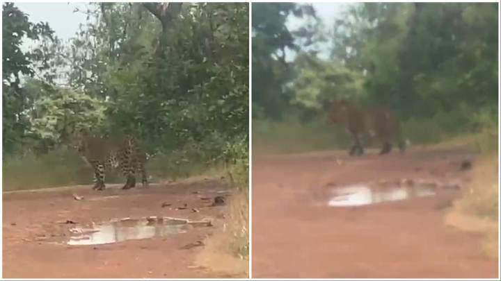 VIDEO: Leopard Sighting Near Panhala Fort Creates Panic In Maharashtra's Kolhapur; Forest Department Launches Search Operation