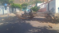 Obstruida vía por colapso de árbol en San Antonio del Táchira