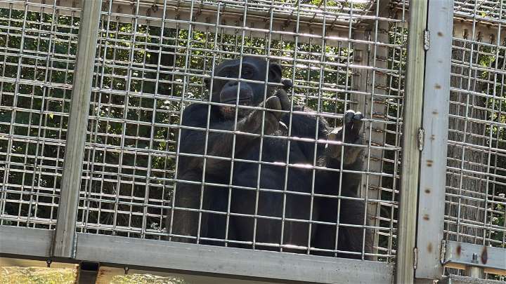 Kentucky primate sanctuary shares impact of Jane Goodall