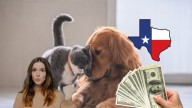 Si tiene mascotas, está obligado a cumplir con esto en Texas o podría sufrir multas de cientos de dólares