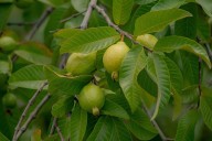No pills, just leaves—how guava is rewriting the rules of natural detox