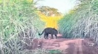 Me parece haber visto un lindo gatito: Mirá el video captado por pescadores que se toparon con un yaguareté