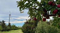 While drought and spring frost events impacted apples, local orchards remain optimistic this season