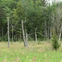 Reports show Maine forest industry efficiency