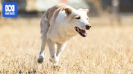 Cheese the three-legged border collie's champion working dog trial comeback