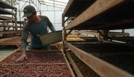 Los futuros del café avanzan ante la preocupación por el clima seco en Brasil